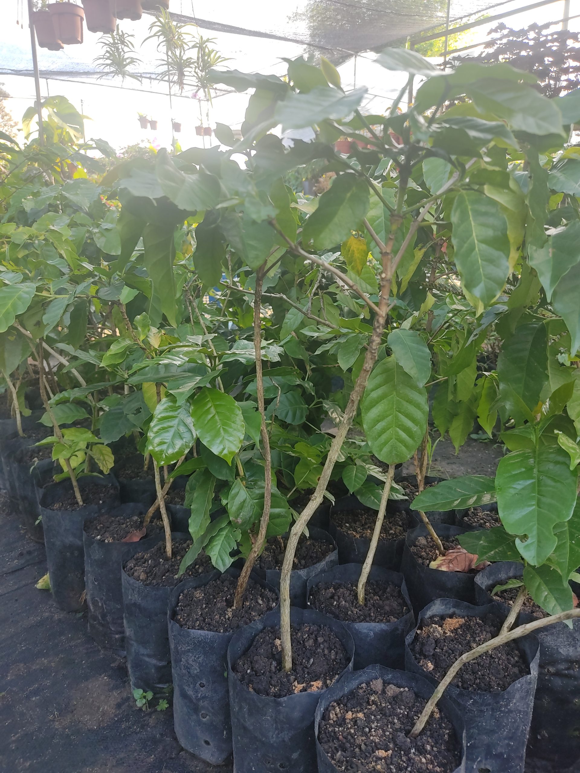 Pokok Kopi Dja Nursery