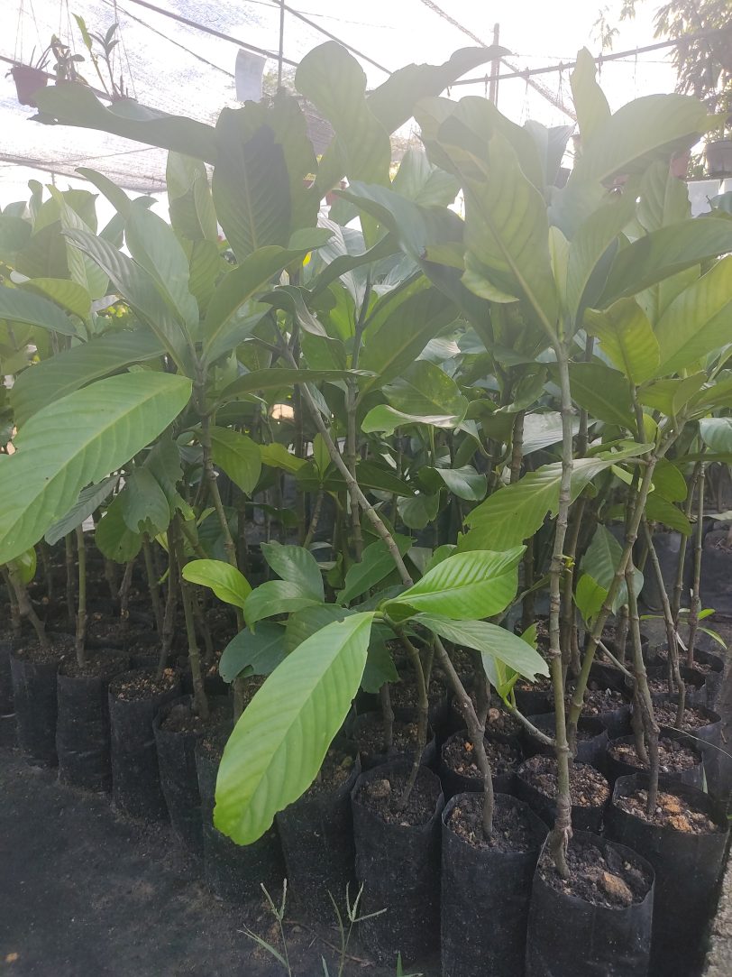 Pokok Calathea Lutea Dja Nursery