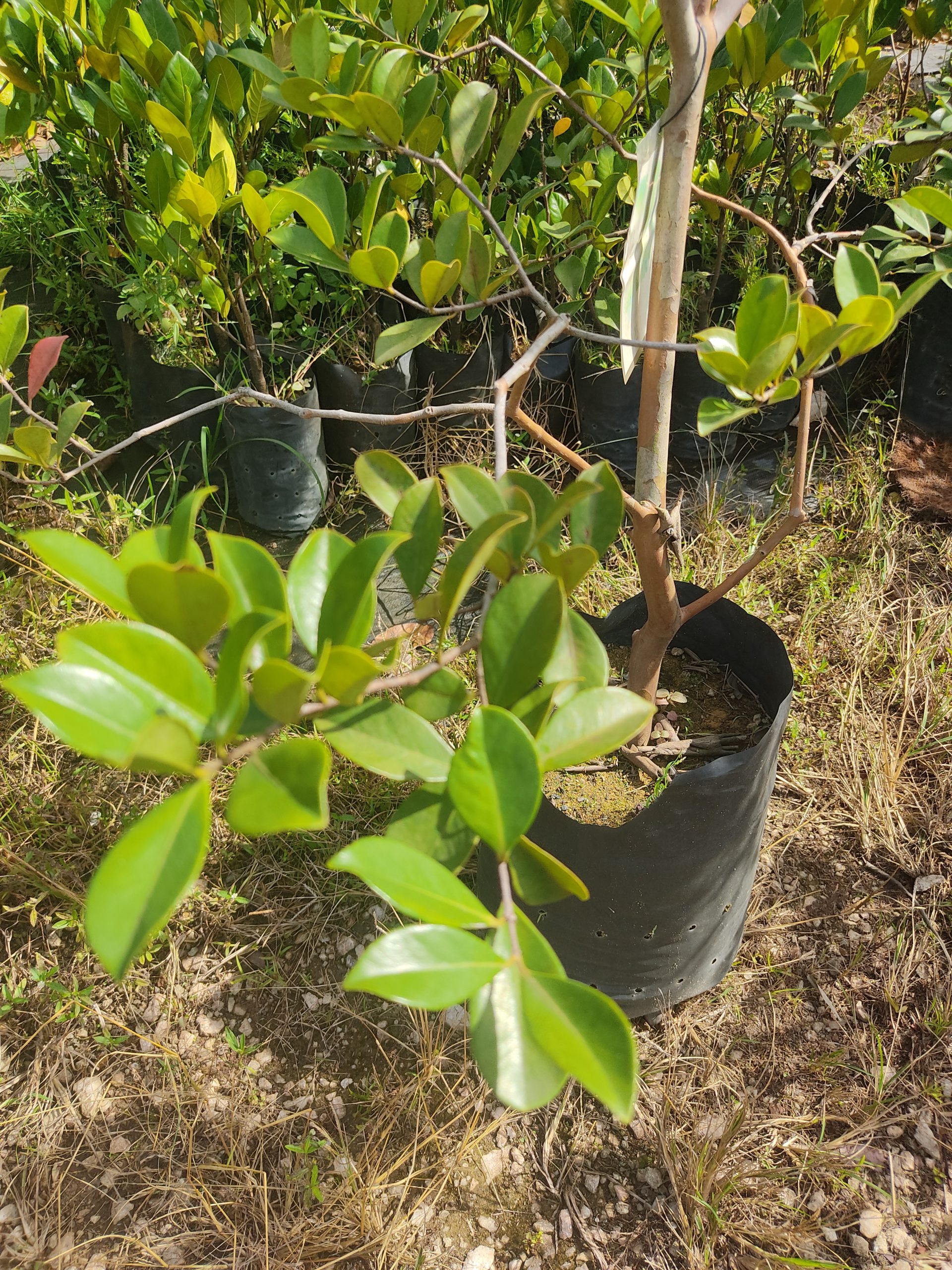 Pokok Jambu Strawberry Dja Nursery